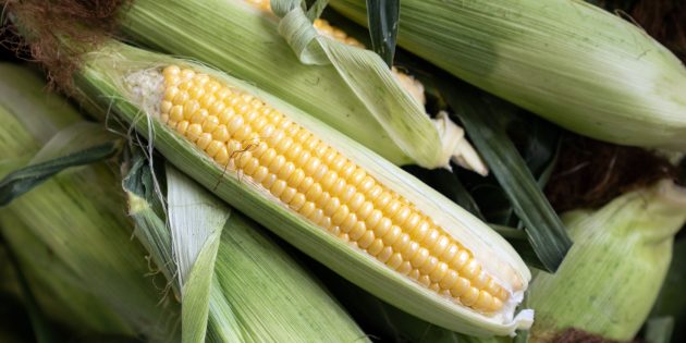Как выбрать и варить кукурузу