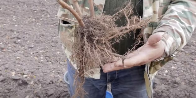 Как сажать смородину: обратите внимание на корни — они должны быть живыми, хорошо развитыми