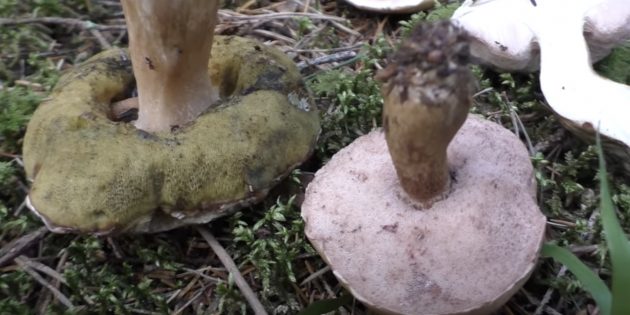 Как определить, съедобный гриб или нет: белый и желчный грибы