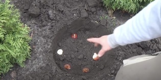 Как сажать тюльпаны: поместите луковицу на дно лунки или траншеи корнями вниз и слегка вдавите её в почву