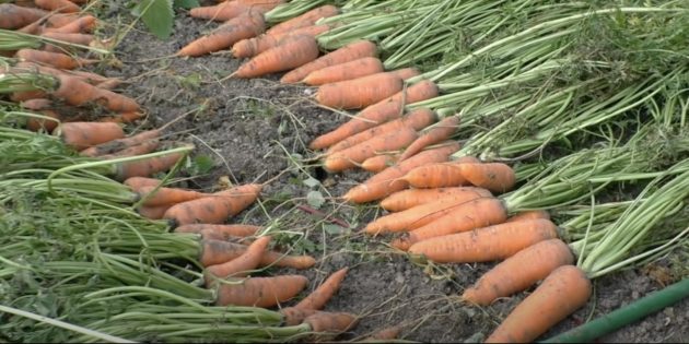 Как убирать морковь: выкопанные корнеплоды оставьте на грядке на 2–3 часа