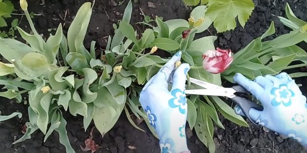 Как ухаживать за тюльпанами после посадки: обрезайте увядшие цветы