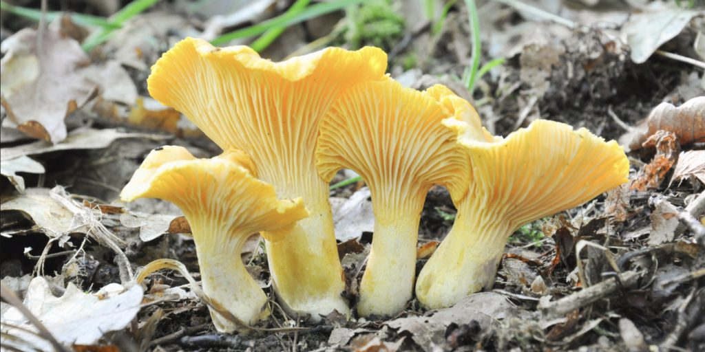 Как определить, съедобный гриб или нет: настоящие и ложные лисички