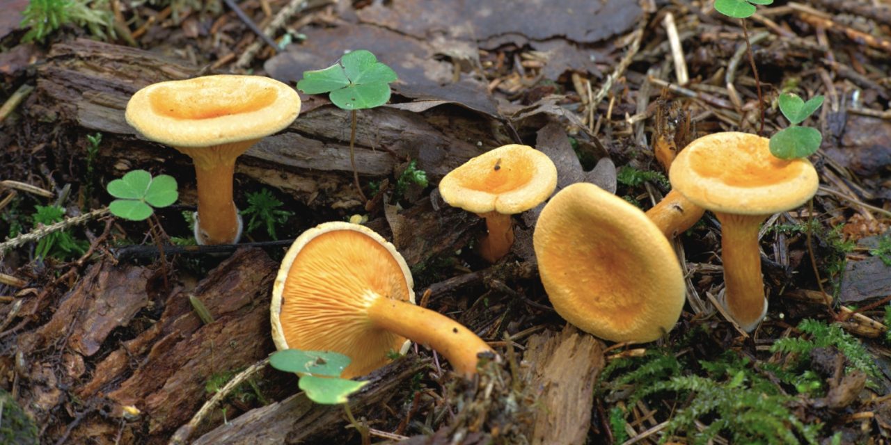 Описание съедобных видов грибов маслят, их двойники, фото