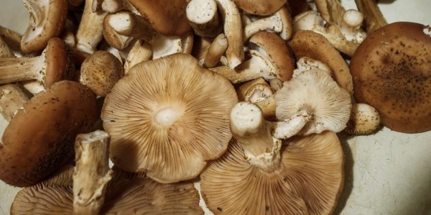 Как определить, съедобный гриб или нет: настоящие и ложные опята