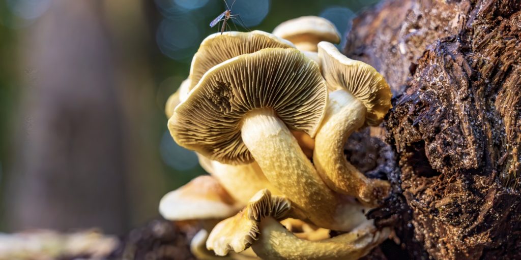 Как определить, съедобный гриб или нет: опята и ложные опята