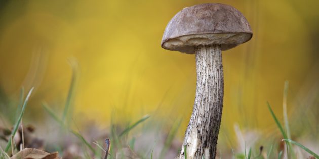Как определить, гриб съедобный или нет: настоящие и ложные подберёзовики