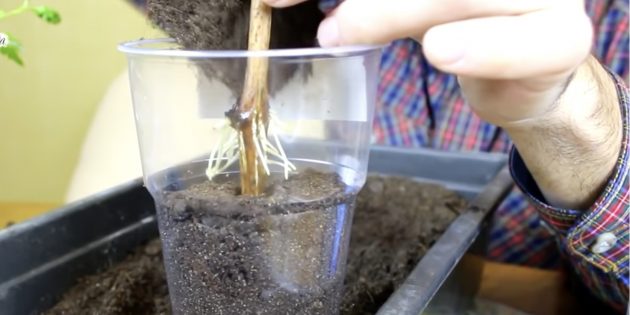 Как размножить виноград: посадите укоренённые черенки