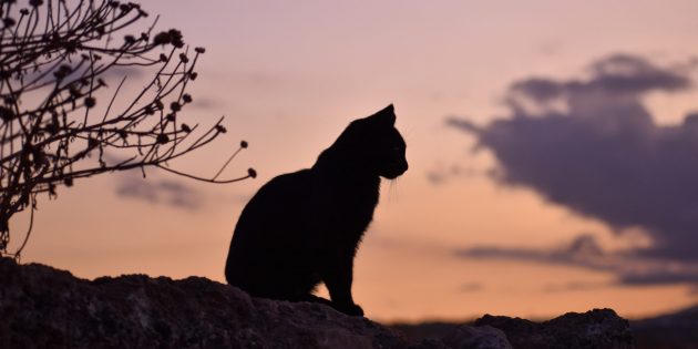 Откуда пошли известные суеверия: чёрный кот