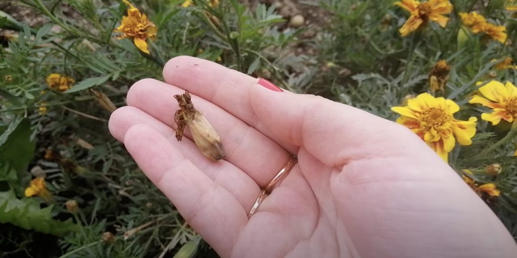 Как собрать семена бархатцев: Созревшая семенная коробочка