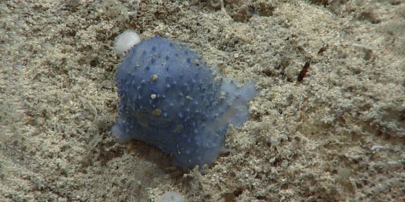 Таинственная «голубая слизь» на дне Карибского моря поставила учёных в тупик