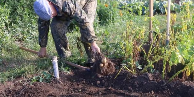 Как копать картошку: достаньте растение за основание ботвы и снимите с него картошку