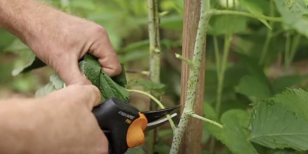 Как обрезать малину: отмерьте примерно 40 см от земли и до этого уровня удалите все нижние листья на оставшихся побегах