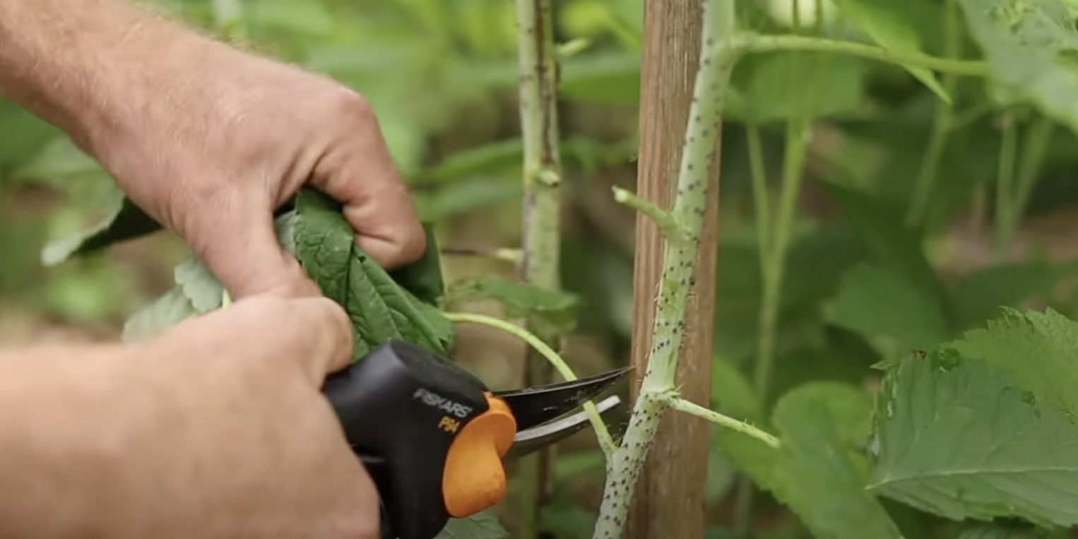 Весенняя обрезка малины: пошаговое руководство для начинающих садоводов