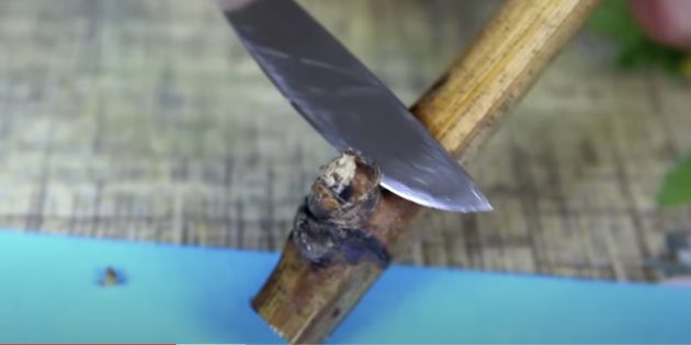 Нижнюю почку полностью срежьте острым ножом или скальпелем