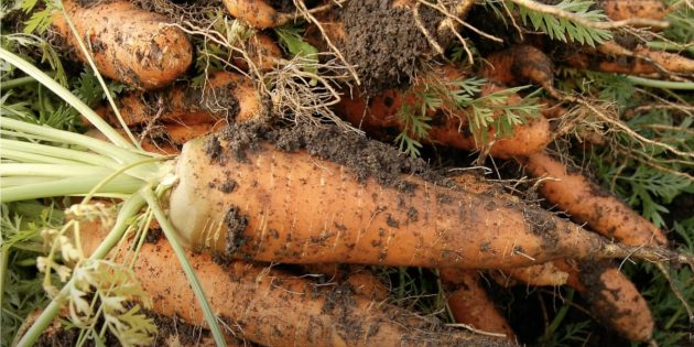 Когда убирать морковь с грядки: мелкие корешки на морковке — признак зрелости