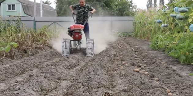 Как копать картошку: управляя мотоблоком, двигайтесь через ряд