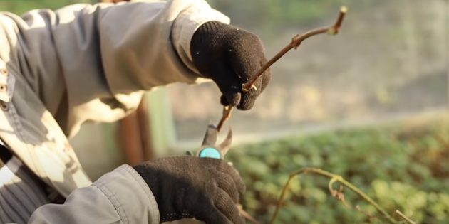 Как размножить виноград: выбирайте здоровую вызревшую лозу коричневого цвета