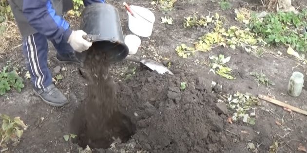 Как сажать смородину: подготовьте посадочную яму