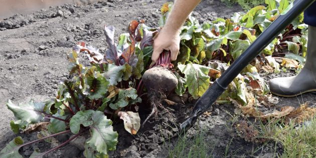 Как убирать свёклу: аккуратно подкапывайте почву садовыми вилами или лопатой