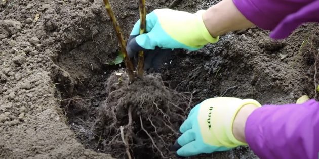 Как сажать малину: поместите саженец в яму так, чтобы корневая шейка — место соединения корней и стеблей — была на 3–5 см ниже поверхности земли