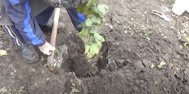Как сажать смородину: разместите саженец в яме так, чтобы корневая шейка находилась на 3–5 см ниже поверхности земли