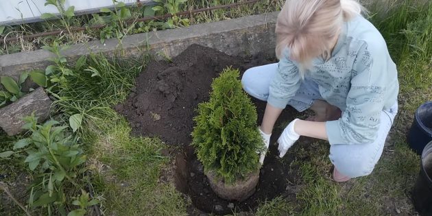 Как сажать тую: разместите растение в яме