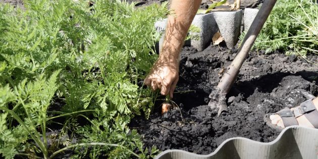 Подкапывайте почву в междурядьях садовыми вилами, чтобы достать морковь