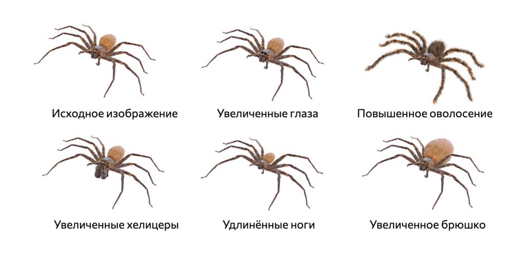 Арахнофобия: эксперимент с изображением паука
