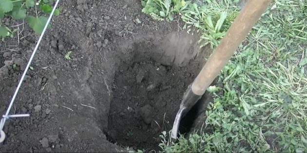 Как размножить виноград: сделайте посадочную яму
