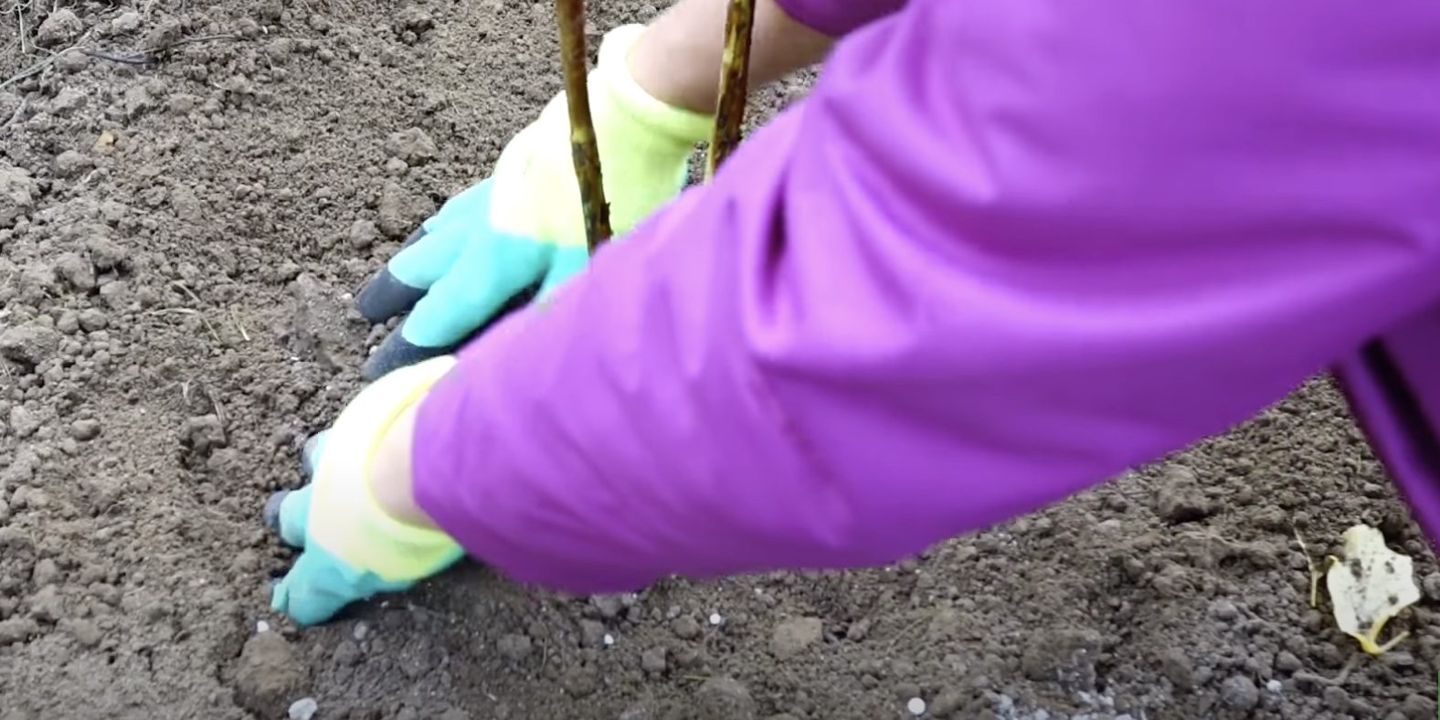 Как сажать малину — Лайфхакер