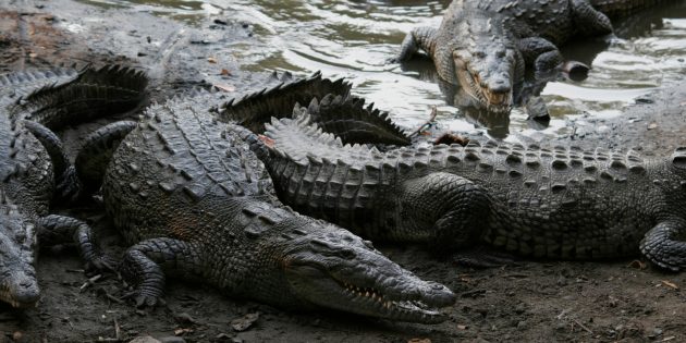 Крокодилы не одиночки