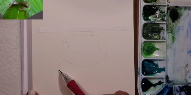 Как нарисовать реалистичную лягушку акварелью: Обозначьте мордочку лягушки и глаза на ней