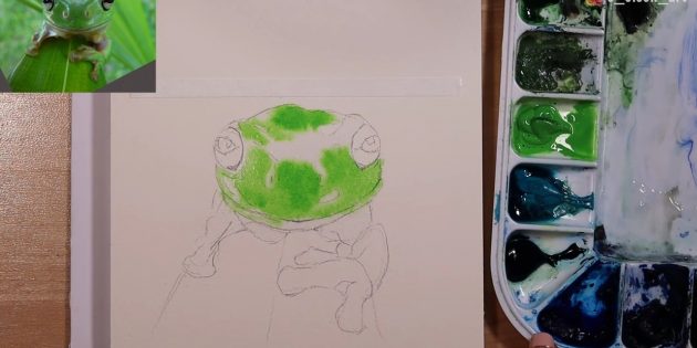 Как нарисовать реалистичную лягушку акварелью: Начинайте наносить светло-зелёный тон на мордочку