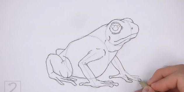 Прорисуйте контуры тела лягушки мягким карандашом