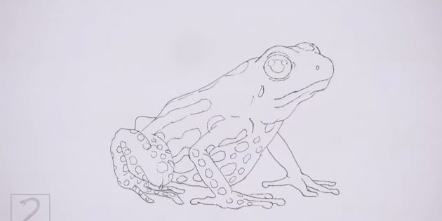 Нарисуйте на теле лягушки пятна разной формы и размера