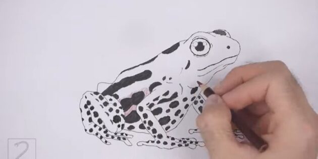 Как нарисовать реалистичную лягушку цветными карандашами: Раскрасьте пятна чёрным карандашом