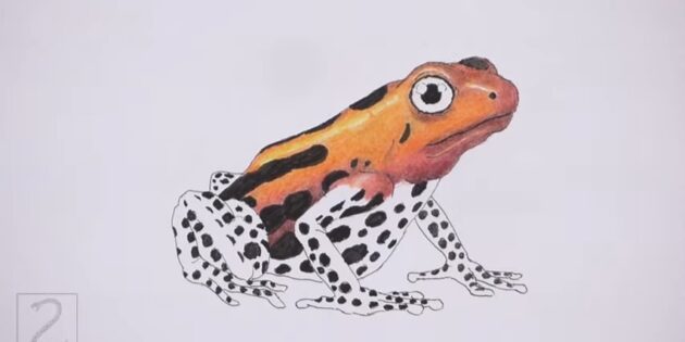 Как нарисовать реалистичную лягушку цветными карандашами: Пройдитесь по рисунку цветными карандашами ещё раз