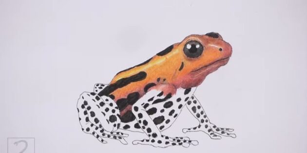 Как нарисовать реалистичную лягушку цветными карандашами: Закрасьте темно-серым глаз лягушки