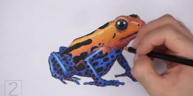 Как нарисовать реалистичную лягушку цветными карандашами: Сделайте колени и бёдра лягушки темнее 