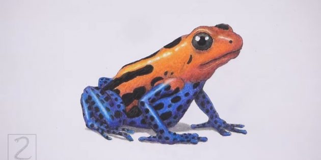 Как нарисовать реалистичную лягушку цветными карандашами