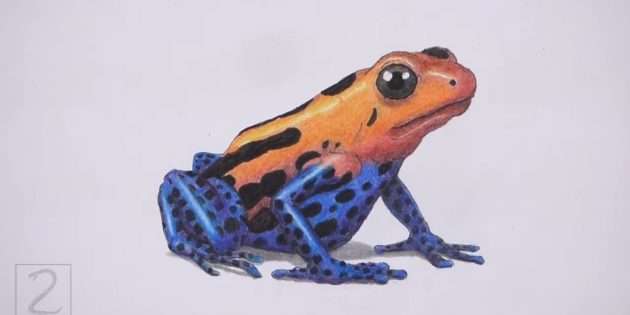 Как нарисовать реалистичную лягушку цветными карандашами: нарисуйте тень под тельцем лягушки и её пальцами