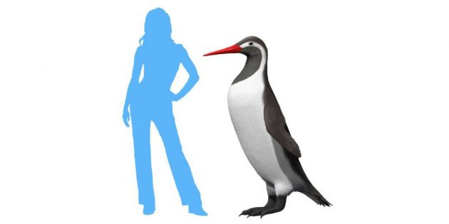 Kumimanu biceae — эти пингвины были 177 сантиметров ростом