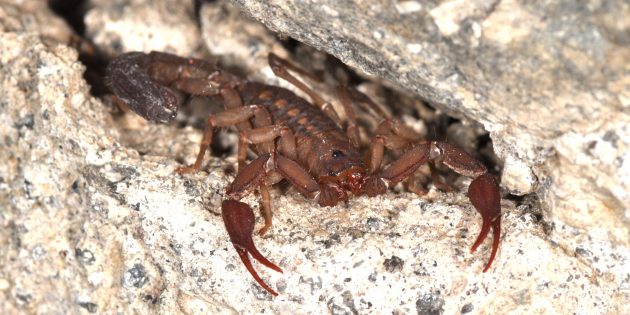 Факты о скорпионах: в Пакистане их используют вместо табака