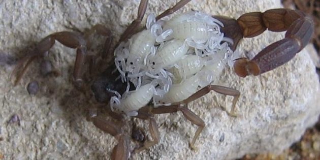 Факты о скорпионах: они носят потомство на спине и иногда перекусывают им