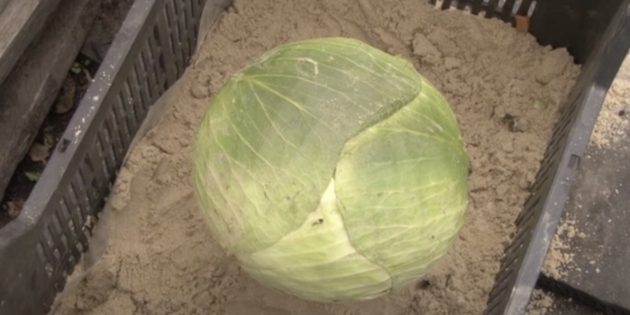 Как хранить капусту в погребе в песке