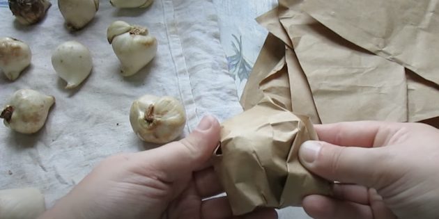 Как хранить луковицы тюльпанов: каждую луковицу аккуратно заверните в один «дырявый» лист бумаги