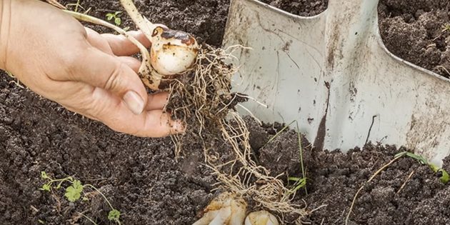 Как подготовить луковицы тюльпанов к хранению: аккуратно подкапывайте почву небольшой садовой лопатой или вилами и доставайте луковицы