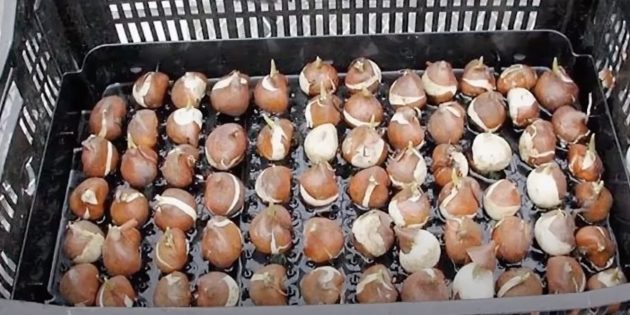 Как хранить луковицы тюльпанов: отправьте ящики с сухое, тёплое и хорошо проветриваемое помещение
