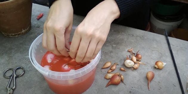 Как подготовить луковицы тюльпанов к хранению: оставьте луковицы в дезинфицирующей жидкости на 30 минут